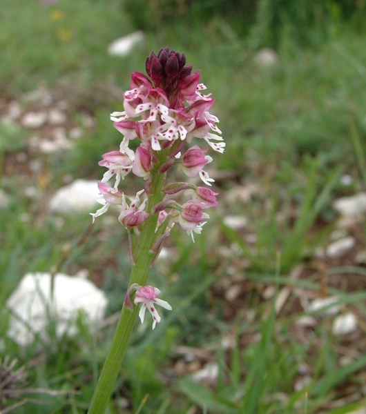 Orchis ustulata